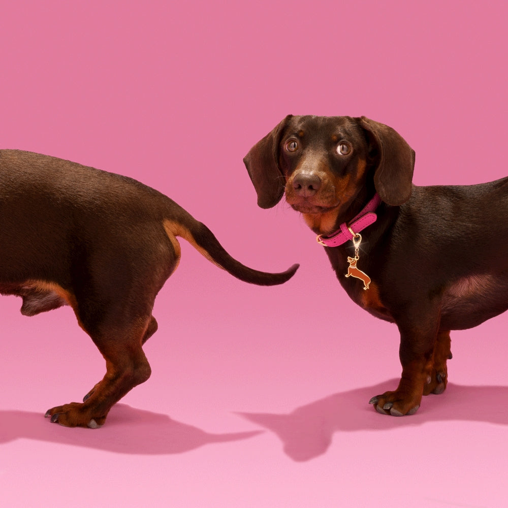 Dachshund Keychain / Pet Tag