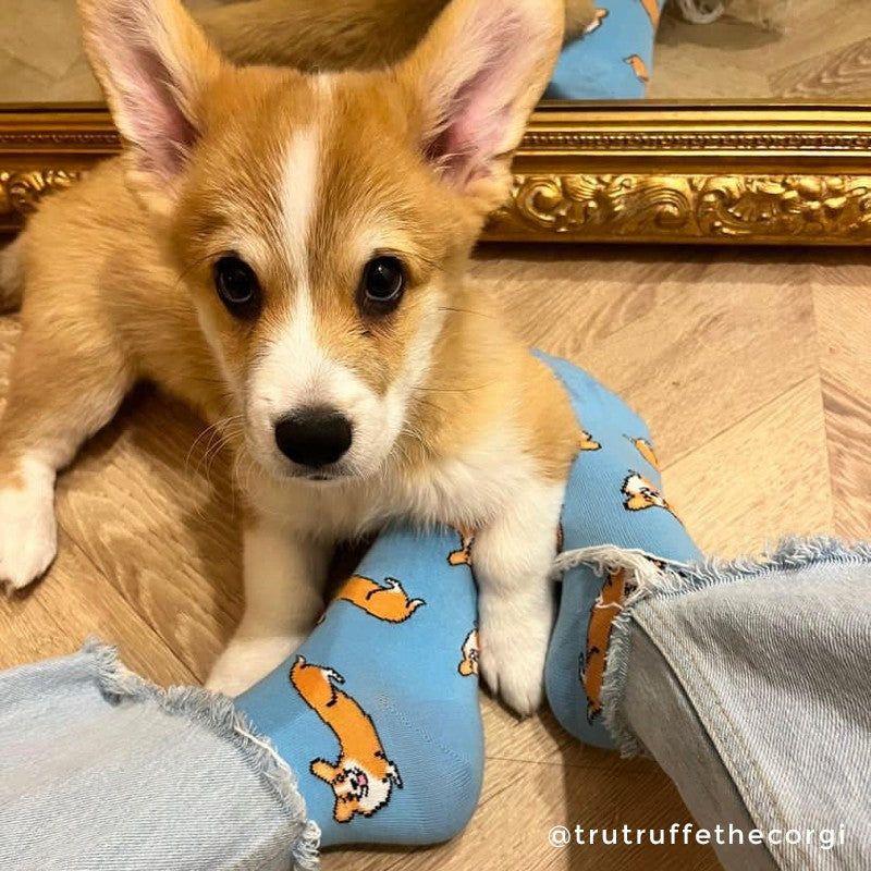 Chaussettes Corgi - Coucou Suzette