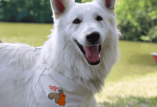 Coucou Suzette x La S.P.A