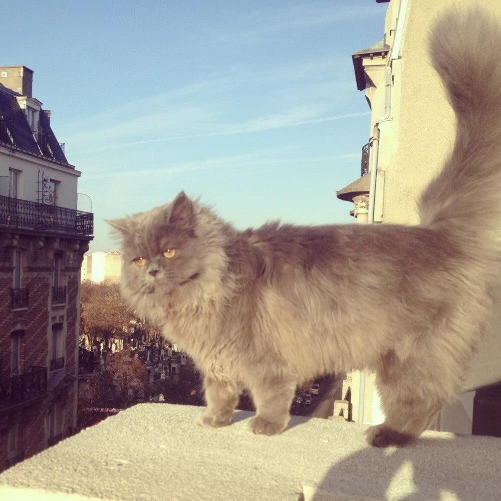 Pince à cheveux Chat Suzette