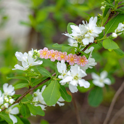 Barrette Sakura